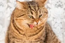 котка бълхите