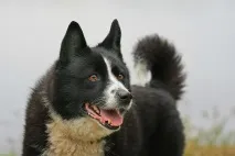 породи