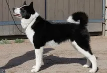 собаки