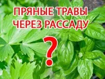 билки блог