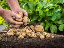 Картопляна нематода методи боротьби, препарати, симптоми, причини появи методи