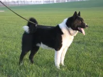 собаки