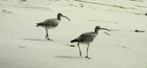 пясъчен Пясъчните раци