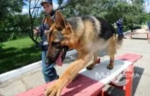 служба emercom