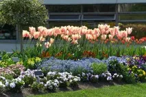 Клумба безперервного цвітіння на фото з багаторічників,план посадки цвітіння