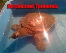 Китайський Тріонікс, Зоополяна тріонікс