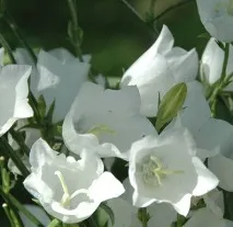 отглеждане звънец