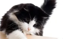 кішка