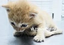 Кошеня з шістьма лапами з’явилося в Казані, Cat-новини кошеня