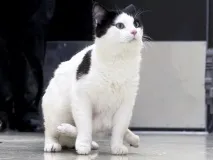 докато котка