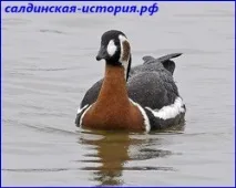 Червонозоба казарка казарка