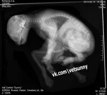 Кошеня з шістьма лапами з’явилося в Казані, Cat-новини шістьма