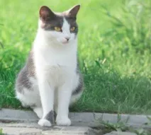 Кішки та кошенята у Хабаровську. кошенята