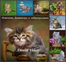 Кішки та кошенята у Хабаровську. кішки