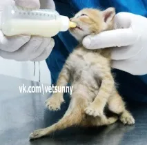 Кошеня з шістьма лапами з’явилося в Казані, Cat-новини лапами