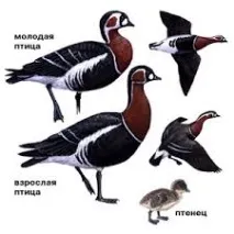 гъска червеногуши гъски