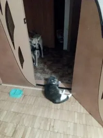Кішка тролює собаку собаку