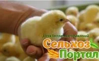 Кури несушки в місті Саратові саратові