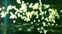 Лабео, акваріумна рибка двокольоровий (біколор), зелений, фото, сумісність, зміст та догляд, лабео