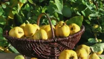 Лікування насінням Айва, потоваришуйте з ЗОЖ! айва