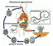 лечение хелминтоза лечение хелминтоза