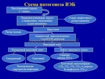 Вірусна інфекція Епштейна Барра симптоми у дорослих та дітей барра