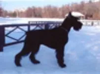 чико лична