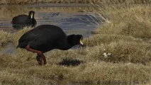 енциклопедия енциклопедия