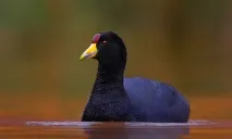 животните тези птици