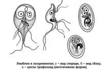 употреба употреба