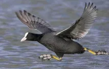 тези птици coots