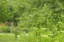 Кращі сорти листової та кореневої петрушки кращі