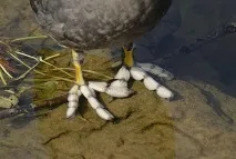 coots животните