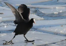 животните животните