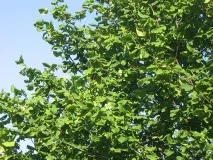 Ліщина звичайна посадка та догляд, сорти, LS посадка