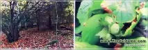 Ліщина звичайна (фото) - посадка та догляд, Сайт про сад, дачу та кімнатні рослини посадка