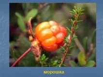 Есен Исак морошка