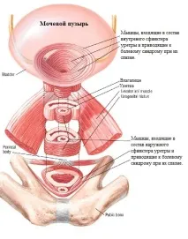 урогинекология