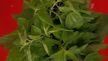 Народні засоби для підвищення потенції, що реально допоможе потенції