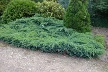 люспеста люспеста