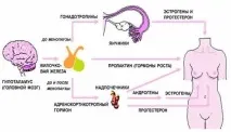 Низький пролактин у жінок - які симптоми, у чому причини, методи лікування низький