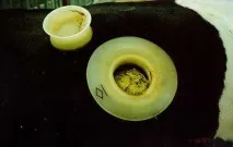 нова