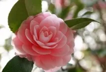 Незвичайна для декору квітка – камелія декору