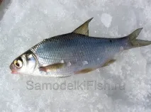 много дюза