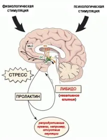Низький пролактин у жінок - які симптоми, у чому причини, методи лікування жінок