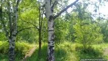 Вона відьма, її треба спалити” – Радіо Свобода – Medium відьма