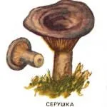 описание полезни