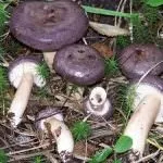 сивокосия сивокосия