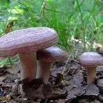 вкус сивокосия