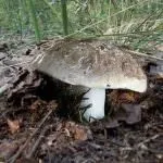 описание сивокосия